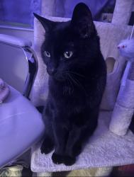 Lost Male Cat last seen Corner of golden gate pkwy and collier blvd, Naples, FL 34116