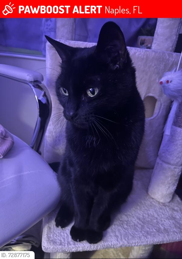 Lost Male Cat last seen Corner of golden gate pkwy and collier blvd, Naples, FL 34116