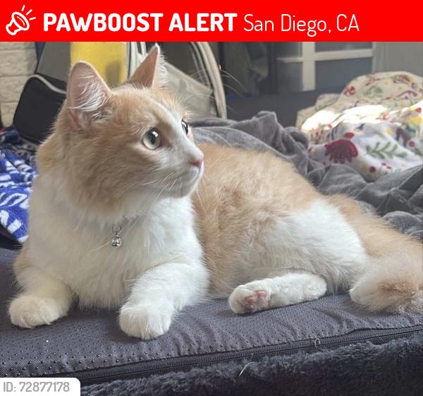 Lost Male Cat last seen S 61 st St, San Diego, CA 92114