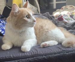 Lost Male Cat last seen S 61 st St, San Diego, CA 92114