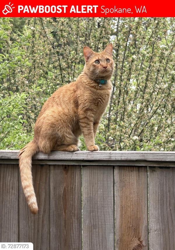 Lost Male Cat last seen S Ash st and 16th Ave, Spokane, WA 99204