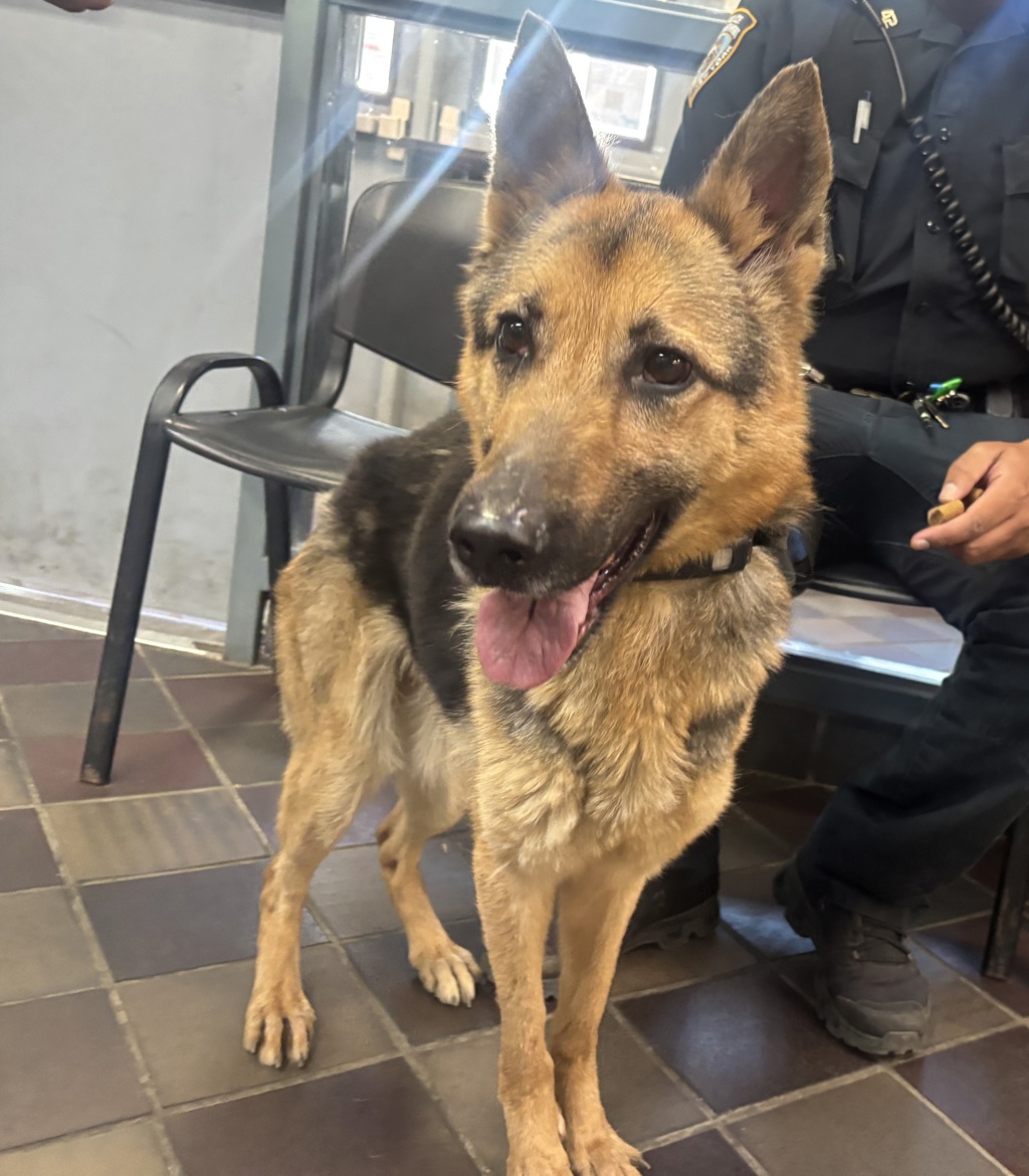 Shelter Stray Female Dog last seen Near Vyse Avenue, BRONX, NY, 10460, New York, NY 10029