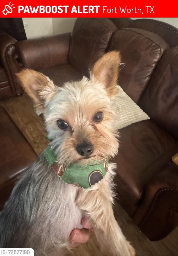 Lost Male Dog last seen Jps hosp , Fort Worth, TX 76110