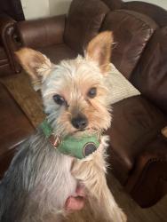 Lost Male Dog last seen Jps hosp , Fort Worth, TX 76110