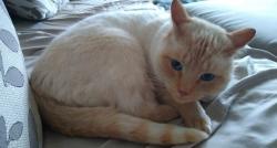 Lost Male Cat last seen Dixie Hwy & Perryville Rd, Holly, MI 48442