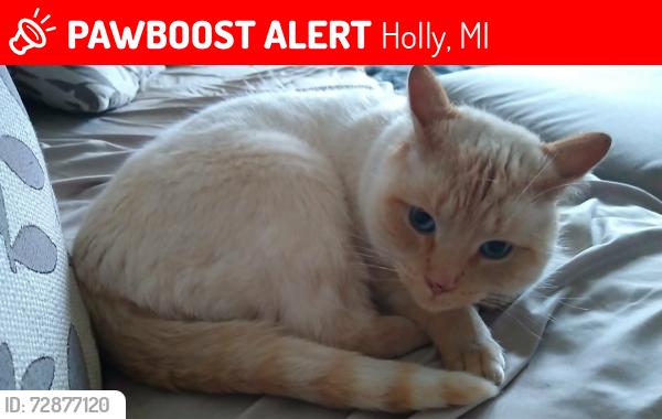 Lost Male Cat last seen Dixie Hwy & Perryville Rd, Holly, MI 48442