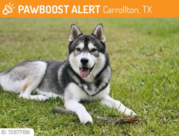 Found/Stray Unknown Dog last seen Old Denton and jackson, Carrollton, TX 75006