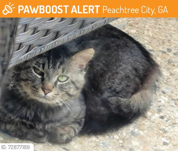 Found/Stray Unknown Cat last seen Wisdom Rd, Fairfield Neighborhood , Peachtree City, GA 30269
