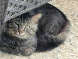 Found/Stray Unknown Cat last seen Wisdom Rd, Fairfield Neighborhood , Peachtree City, GA 30269