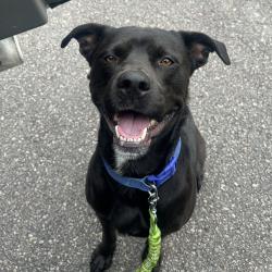 Shelter Stray Male Dog last seen , Cabot, AR 72007