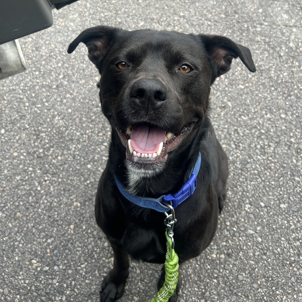 Shelter Stray Male Dog last seen , Cabot, AR 72007