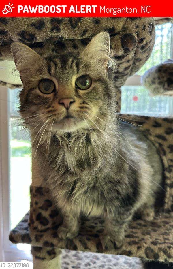 Lost Female Cat last seen Near Southpointe Drive, Morganton, NC 28655