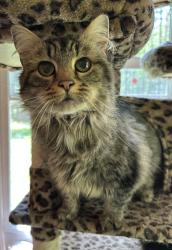 Lost Female Cat last seen Near Southpointe Drive, Morganton, NC 28655