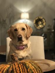 Lost Female Dog last seen Near West 140th Street Olathe KS 66062, Olathe, KS 66062