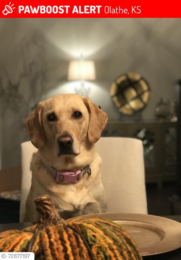 Lost Female Dog last seen Near West 140th Street Olathe KS 66062, Olathe, KS 66062