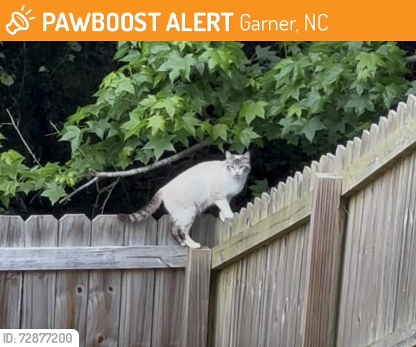 Found/Stray Unknown Cat last seen Hunters Mark Neighborhood, Garner, NC 27529