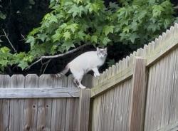 Found/Stray Unknown Cat last seen Hunters Mark Neighborhood, Garner, NC 27529