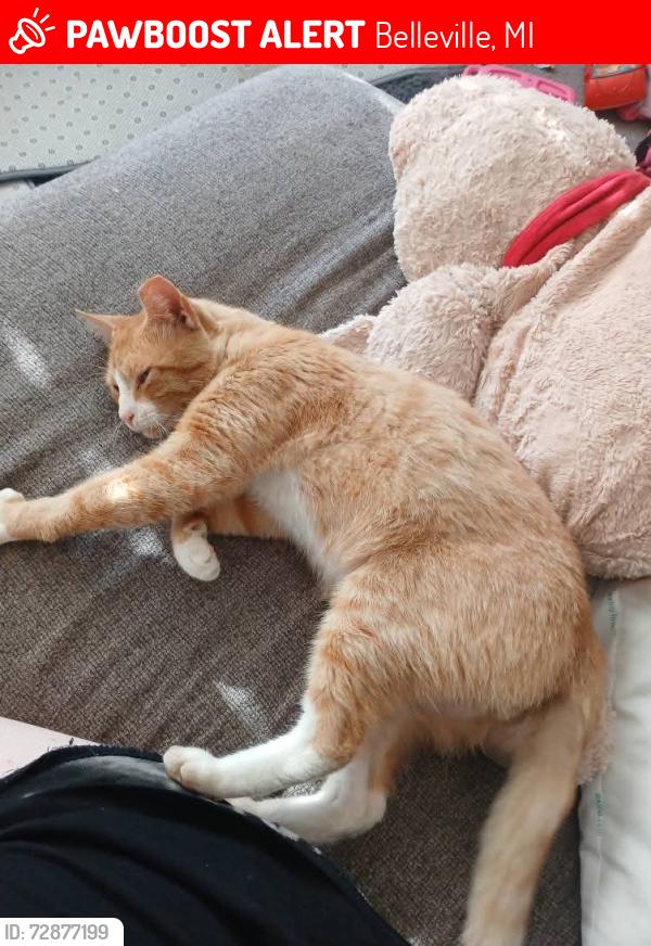 Lost Male Cat last seen Sumpter, Belleville, MI 48111