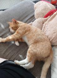 Lost Male Cat last seen Sumpter, Belleville, MI 48111