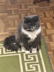 Lost Male Cat last seen great melton rd littel melton, Little Melton, England NR9