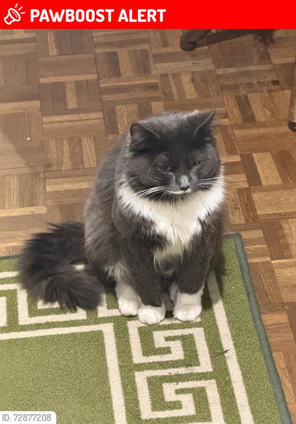 Lost Male Cat last seen great melton rd littel melton, Little Melton, England NR9