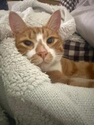 Lost Male Cat last seen Windsor Avenue/ abbey lane, Strathmore, VIC 3041