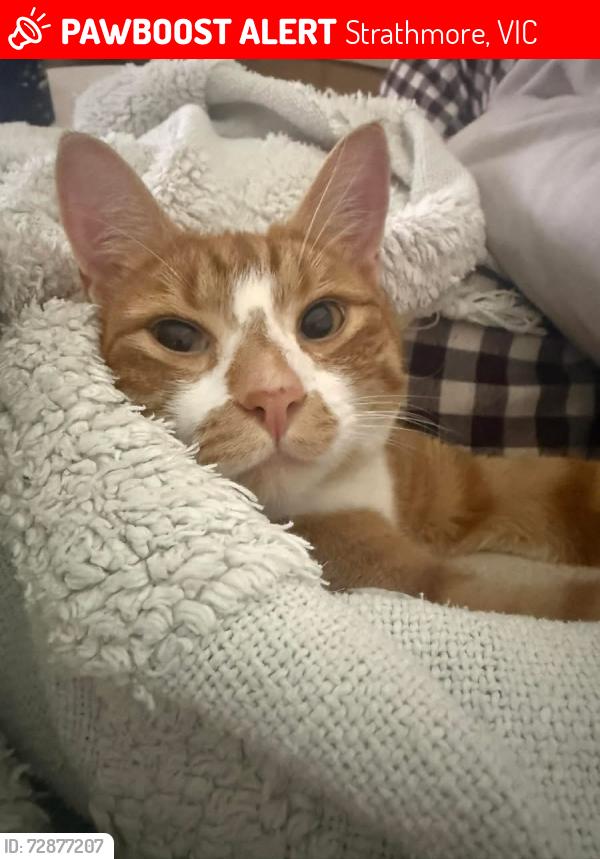 Lost Male Cat last seen Windsor Avenue/ abbey lane, Strathmore, VIC 3041