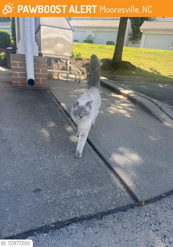 Found/Stray Unknown Cat last seen Lowrie loop by the apmt carwash, Mooresville, NC 28117
