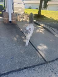 Found/Stray Unknown Cat last seen Lowrie loop by the apmt carwash, Mooresville, NC 28117