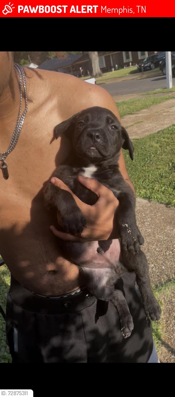 Lost Male Dog last seen Judy Lynn , Memphis, TN 38118