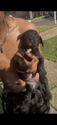 Lost Male Dog last seen Judy Lynn , Memphis, TN 38118