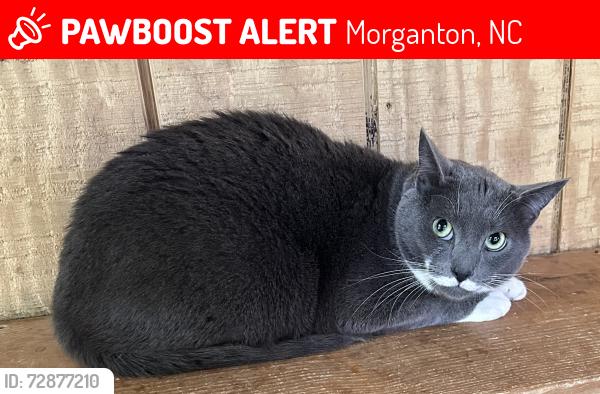Lost Male Cat last seen Near Southpointe Drive, Morganton, NC 28655