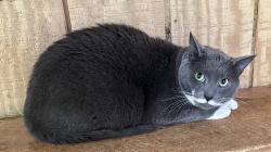 Lost Male Cat last seen Near Southpointe Drive, Morganton, NC 28655