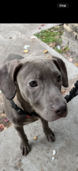 Lost Female Dog last seen Cauley Lane Jacksonville, fl 32218, Jacksonville, FL 32218