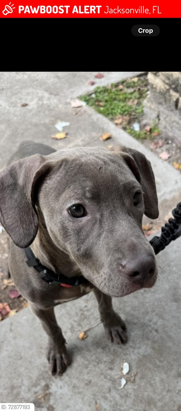 Lost Female Dog last seen Cauley Lane Jacksonville, fl 32218, Jacksonville, FL 32218