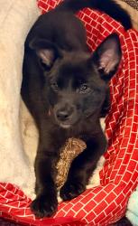 Shelter Stray Male Dog last seen , Warren, MI 48089