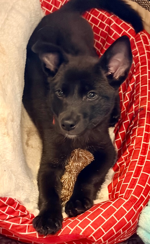 Shelter Stray Male Dog last seen , Warren, MI 48089
