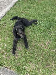 Lost Unknown Dog last seen Hankins, Theodore, AL 36582