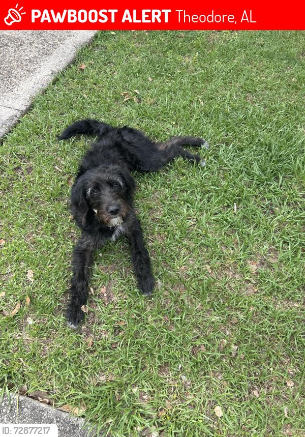 Lost Unknown Dog last seen Hankins, Theodore, AL 36582