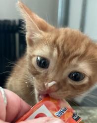 Shelter Stray Male Cat last seen Bexar County, New Braunfels, TX 78130