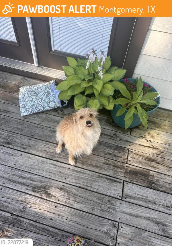 Found/Stray Female Dog last seen Pine lake subdivisión , Montgomery, TX 77316