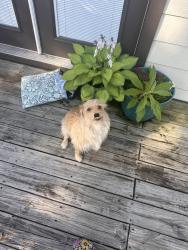 Found/Stray Female Dog last seen Pine lake subdivisión , Montgomery, TX 77316