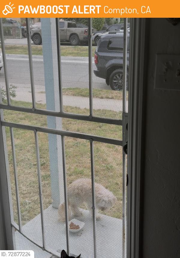 Found/Stray Unknown Dog last seen Lime and E san vicente st, Compton, CA 90221