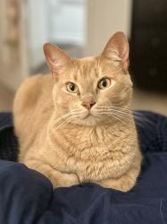 Lost Male Cat last seen Savannah Rose Park, Henderson Rd, Windrose Green, Savannah Rose Dr/Summer Breeze Way, near Angleton High School, Angleton, TX 77515