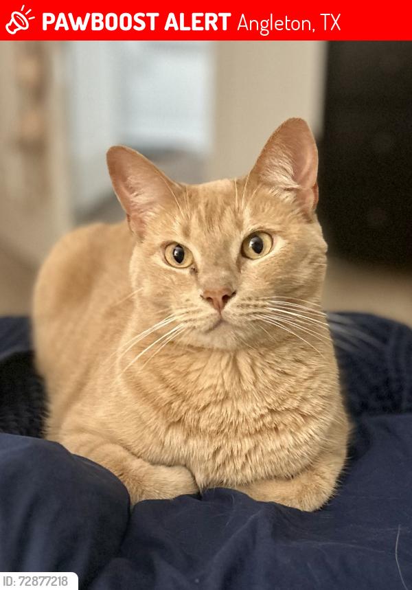 Lost Male Cat last seen Savannah Rose Park, Henderson Rd, Windrose Green, Savannah Rose Dr/Summer Breeze Way, near Angleton High School, Angleton, TX 77515