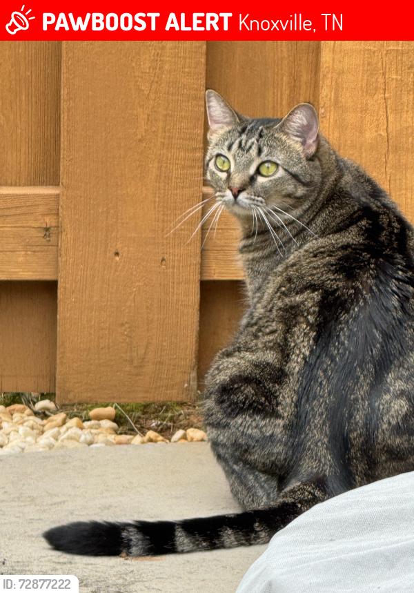 Lost Female Cat last seen McKamey Road, Walmart Market, Knoxville, TN 37921