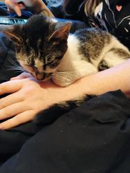 Found/Stray Female Cat last seen Farley , Waxahachie, TX 75165