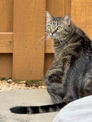 Lost Female Cat last seen McKamey Road, Walmart Market, Knoxville, TN 37921