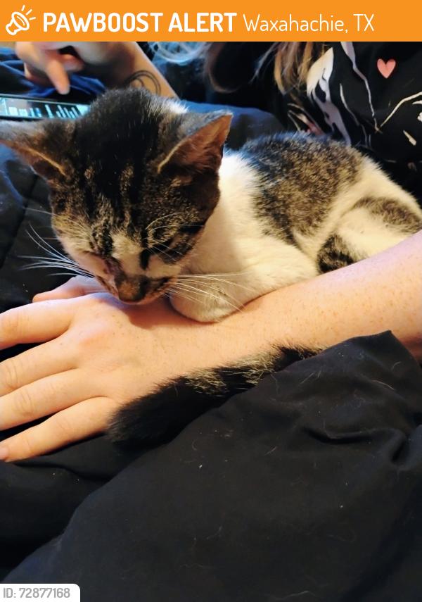 Found/Stray Female Cat last seen Farley , Waxahachie, TX 75165