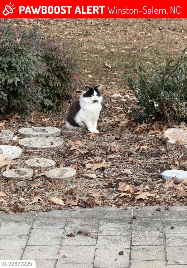 Lost Male Cat last seen Near Robinhood Road, Winston-Salem, NC 27106
